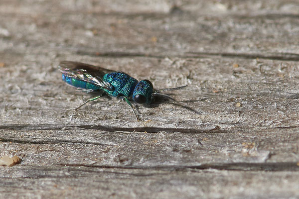 Goldwespe-Chrysis-Cyanea