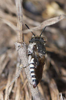 Nr.1269 - Coelioxys afra / Kegelbiene - DU-Walsum Rheindeich - 51°31`53.40"  6°41`58.80" - (02.09.2019) - Rote Liste Kategorie 3: Gefährdet