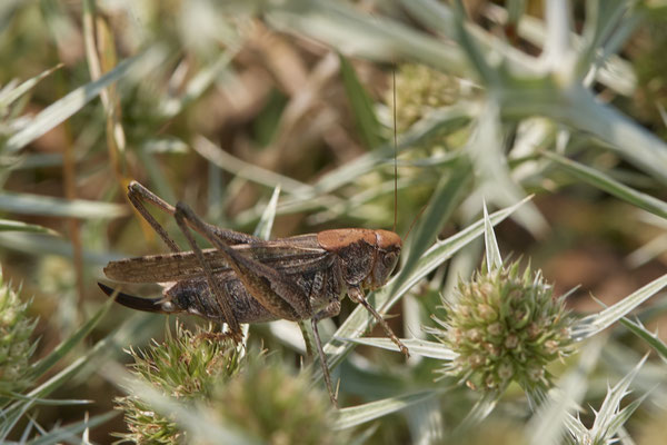 Dinslaken Emschermündung - 51°33`56.26" 6°41`27.74" - (08.08.2020)