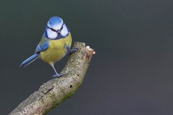 Blaumeise