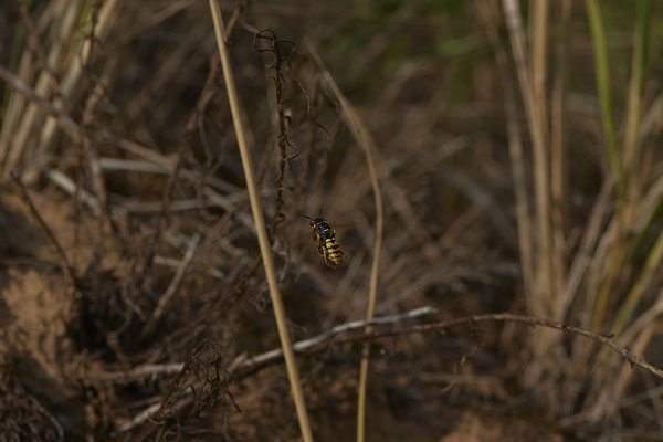 Nr. 02/12 - Bienenwolf im Flug Oberhausen Weiherstraße Waldteichgelände-2 (30.08.2018)