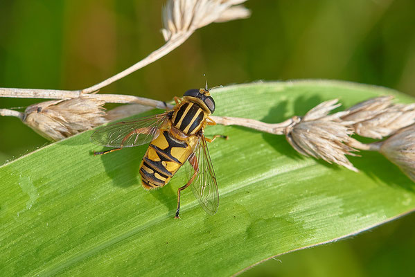 Große Sumpfschwebefliege