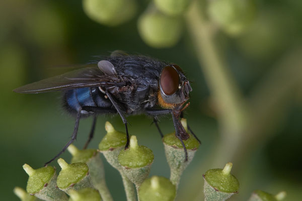 Nr. 04/08 - Blaue Schmeißfliege ? Oberhausen-Schmachtendorf Hiesfelderstraße 22.09.2018