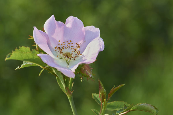 OB Neue Mitte 2 - (22.05.2019)