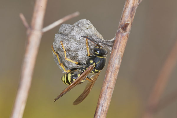 Polistes albellus - LMB - 51°29`17.50" 6°53`52.16" - (30.04.2021)