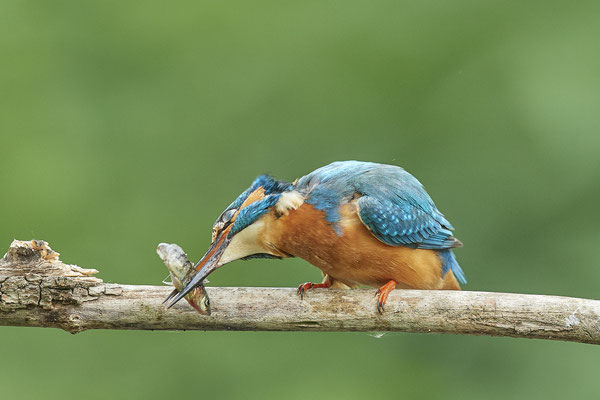 Eisvogel - und geklopft - (22.05.2020)