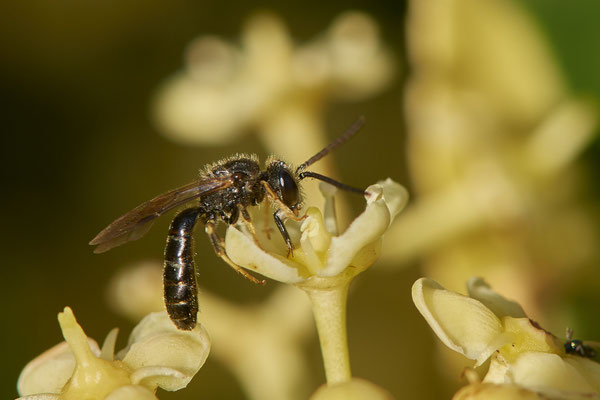 Nr.1047 - Lasioglossum sp - ( albipes ? ) - OB im Garten - 51°31`49.60" 6°50`56.50" - (29.07.2019)