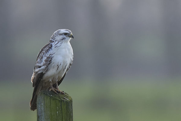Mäusebussard - Bislicher Insel - (29.11.2019)