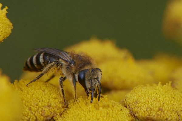 Nr.1083 - Colletes sp. w - WES Rheinbrücke Büdericher Insel - 51°38`40.99" 6°36`30.54" - (09.08.2019)