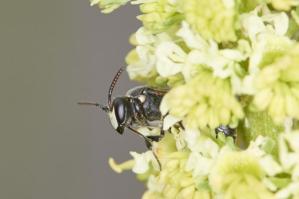 Nr.0498 - Hylaeus signatus / Reseden-Maskenbiene - OB Neue Mitte 2 - 51°29`18.27" 6°53`39.83" - (09.05.2019)