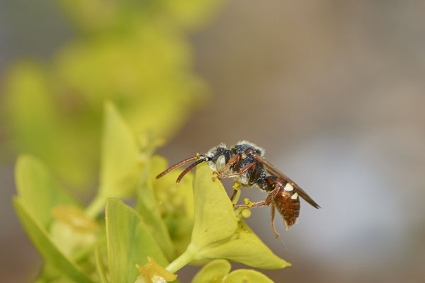Nr.0399 - Nomada alboguttata m / Weißfleckige Wespenbiene - OB Neue Mitte 2 - 51°29`16.15" 6°53`51.80" - (02.05.2019)