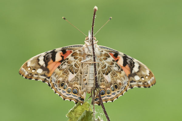 Distelfalter