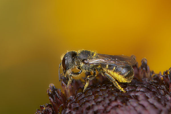 Nr.1054 - Heriades truncorum / Gewöhnliche Löcherbiene - OB im Garten - 51°31`49.60" 6°50`56.50" - (29.07.2019)