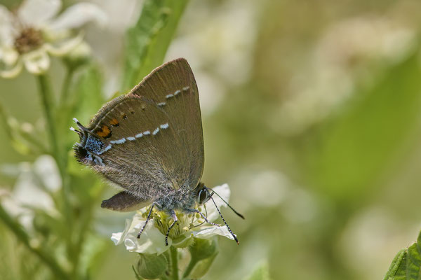 Kreuzdorn-Zipfelfalter - (Urlaub Mosel Valwig vom  08.06. bis 11.06.2023 mit der Nabu Herne)