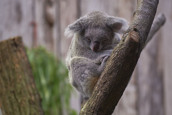 Koala - Zoo Duisburg