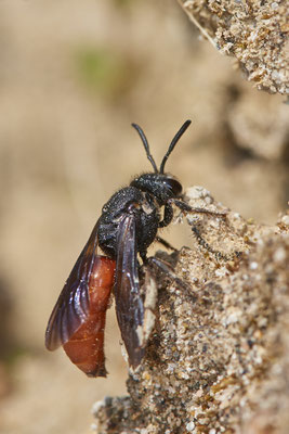 Nr.0344 - Sphecodes albilabris - OB LMB - 51°29`11.55" 6°53`53.48" - (30.04.2019)