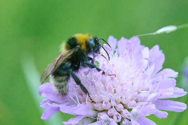 Kuckuckshummel unbestimmt