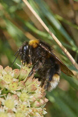 Nr.1219 - Bombus vestalis f / Gefleckte Kuckuckshummel - WES Rheinbrücke Büdericher Insel - 51°38`40.99" 6°36`30.54" - (30.08.2019)