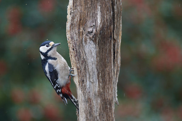 Buntspecht - (01.10.2019) - Und die Späne fliegen