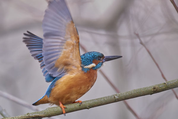 Eisvogel in den Mülheimer Ruhrauen - (01.02.2019)
