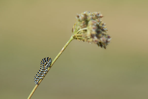  Papilio machaon / Schwalbenschwanz - DIN Emschermündung - 51°33`43.02" 6°41`27.86" - (22.09.2019)