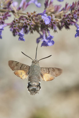 Taubenschwanz - (Urlaub im Allgäu / Bayern vom  08.07. bis 17.07.2022)