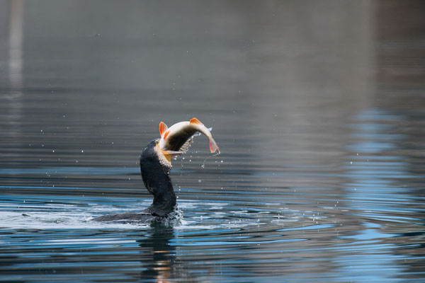 Serie Kormoran - Großer Barsch