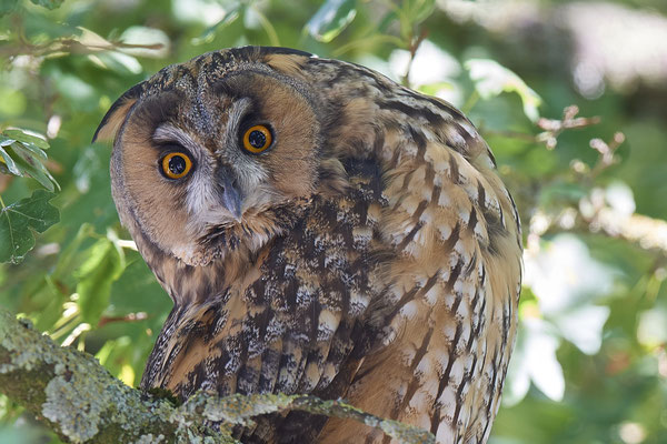 Waldohreulen im Schlafbaum am Niederrhein (20.09.2019)