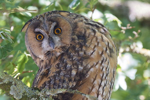 Waldohreulen im Schlafbaum am Niederrhein (20.09.2019)