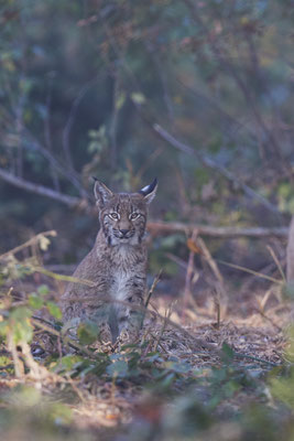 Luchs - 2ter Tag im Biotopwildpark Anholter Schweiz - (22.09.2020)