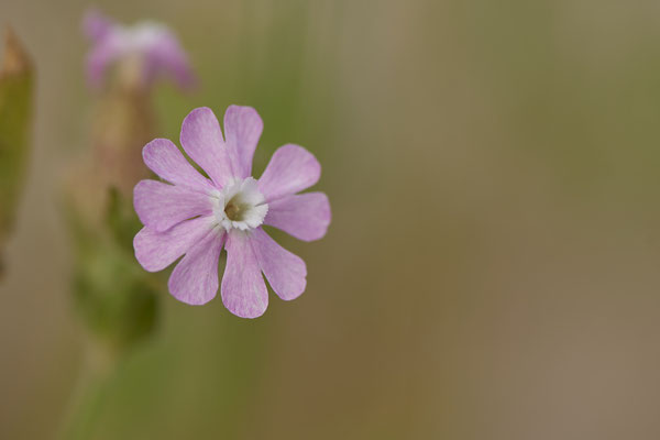 Primel - OB LMB - 51°29`11.55" 6°53`53.48" - (27.06.2019)