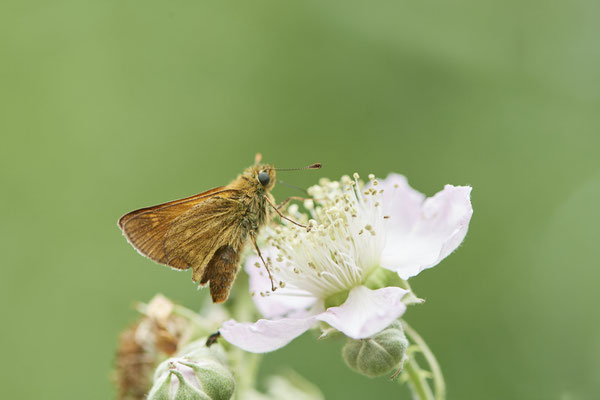 Rostfarbiger Dickkopffalter - Rückseite Flugplatz Schwarze Heide - (27.06.2022)