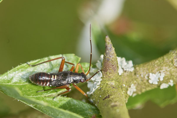 Nr.0446 - Larve der Prachtwanze Miris striatus - WES Lippedünen Aaper Vennekes - 51°39`03.68"  6°40`40.53" - (09.05.2019)