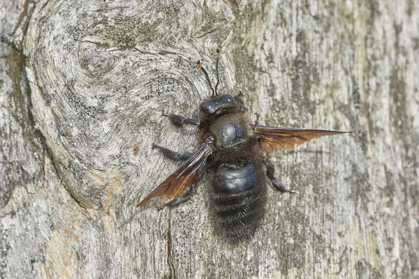 Xylocopa violacea m - Blauschwarze oder Violettflügelige Holzbiene - Nähe Magdeburg - (01.06.2021)
