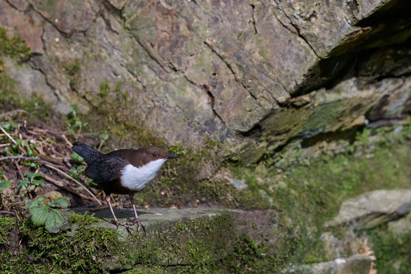 Wasseramsel