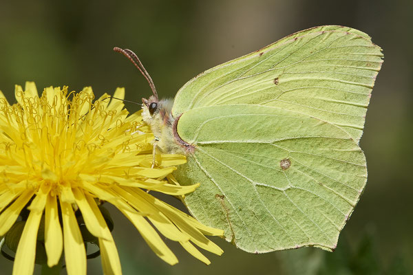 Zitronenfalter - (28.04.2021)