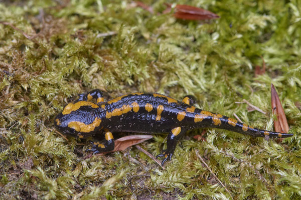 Feuersalamander
