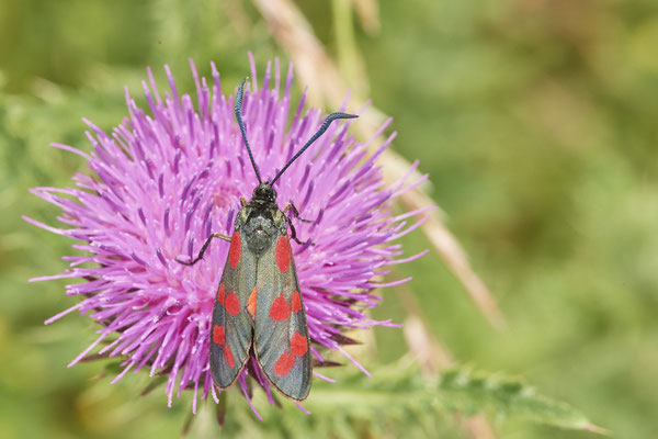 Sechfleck-Widderchen - NL - am Deich Pannerdensch Kanal- (27.06.2021)