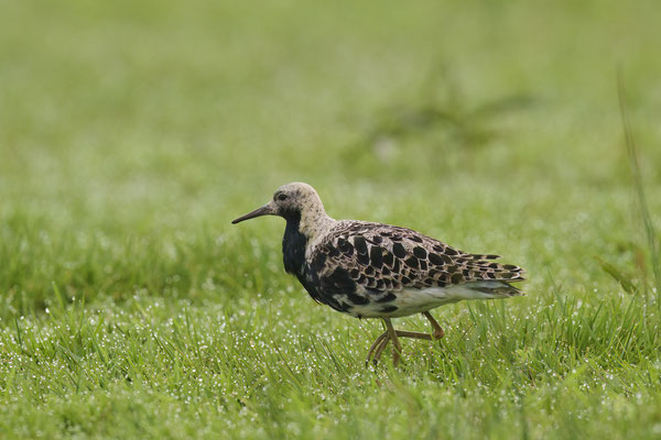 Kampfläufer