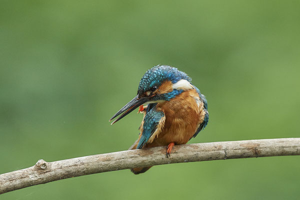 Eisvogel - wenns juckt - (22.05.2020)