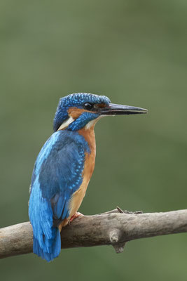 Eisvogel