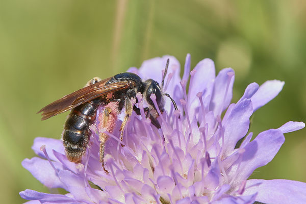 Nr.0923 - Andrena hattorfiana / Knautien-Sandbiene - OB Haus Ripshorst - 51°29`30.43" 6°54`05.41" - (28.06.2019)