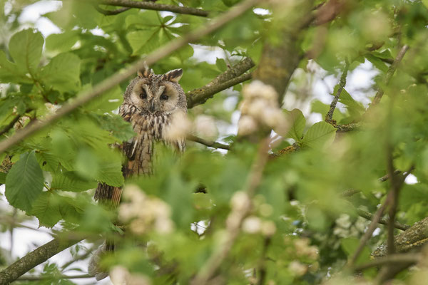 Waldohreule - Leider im Blattwerk versteckt - (23.05.2021)