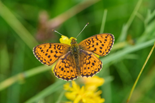 Mädesüß-Perlmuttfalter