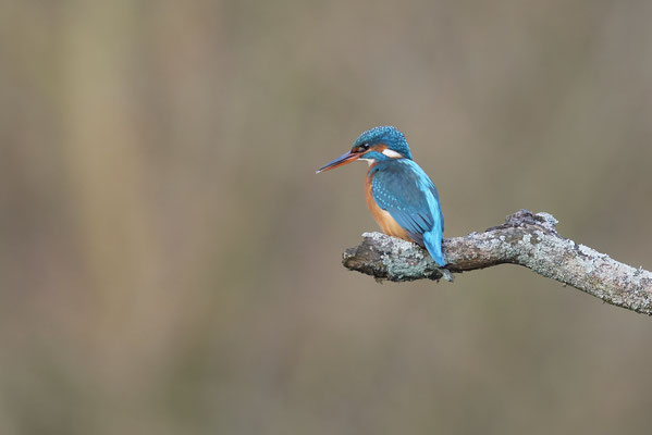 Eisvogel w - (13.02.2022)