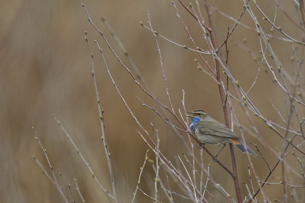 Blaukehlchen