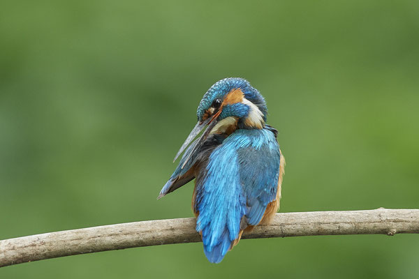 Eisvogel - und das gleiche nochmal Rückenseite - (22.05.2020)