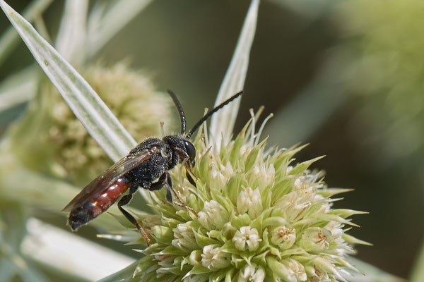 Sphecodes gibbus m - Dinslaken Emschermündung - 51°33`56.26" 6°41`27.74" - (12.08.2020)