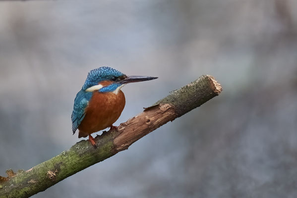 Eisvogel