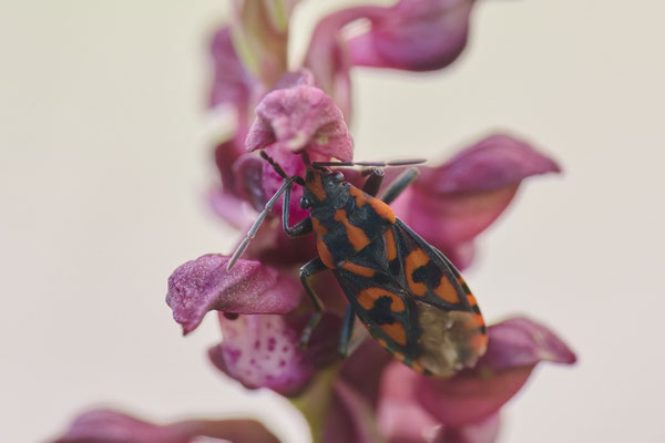 Wanzen-Knabenkraut - hier mit einer Wanze "Knappe" als Bestäuber